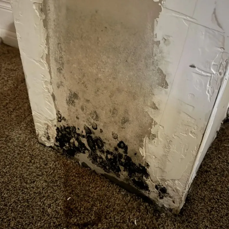 Professional Mold Removal in Scottville, MI